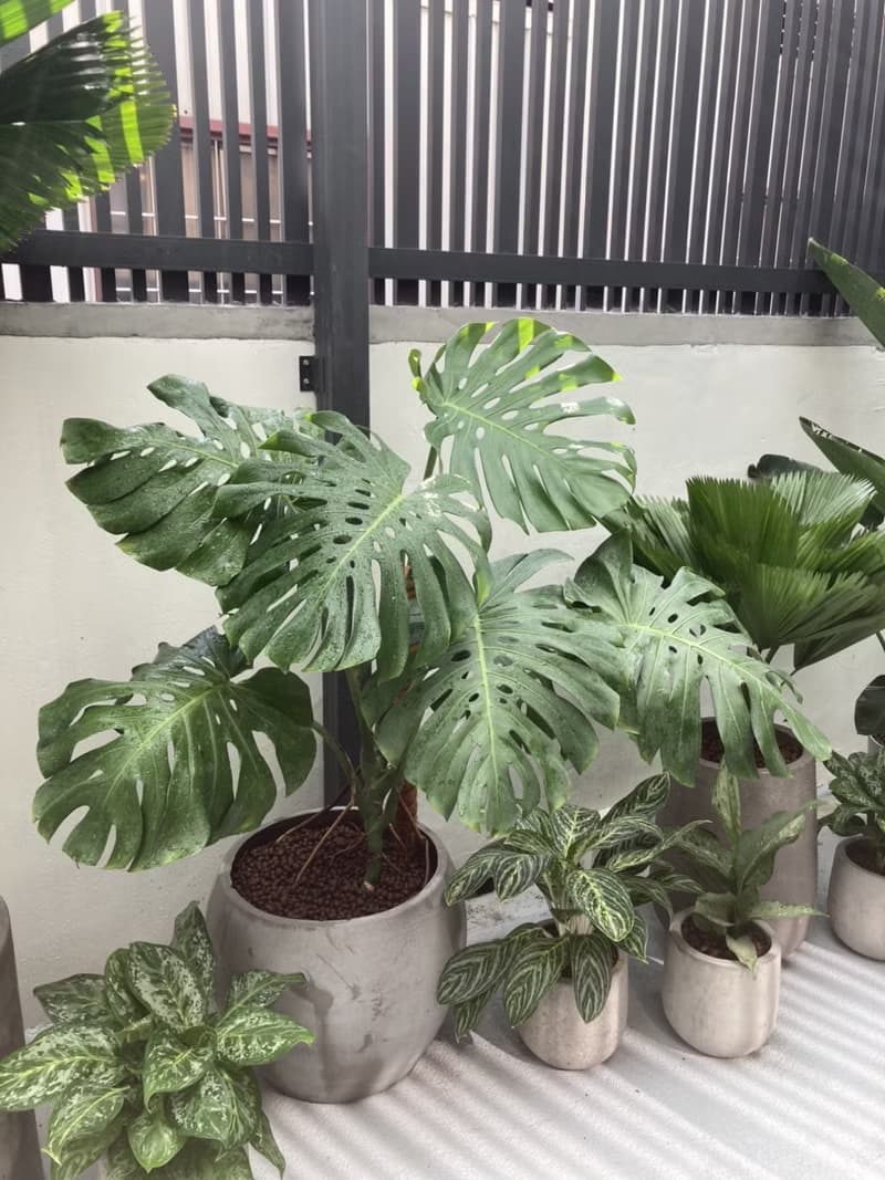 【居家綠化】台南透天厝－雨林熱帶風