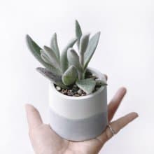 (預購) 莫蘭迪紫系列 | 福兔耳 圓形漸層水泥多肉植栽