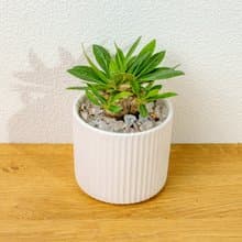 惠比須笑大黑 莫蘭迪色系直紋陶盆 室內植物 觀葉植物 禮物 盆栽