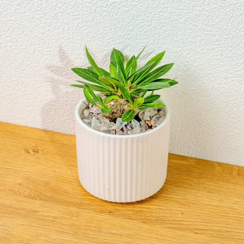 惠比須笑大黑 莫蘭迪色系直紋陶盆 室內植物 觀葉植物 禮物 盆栽