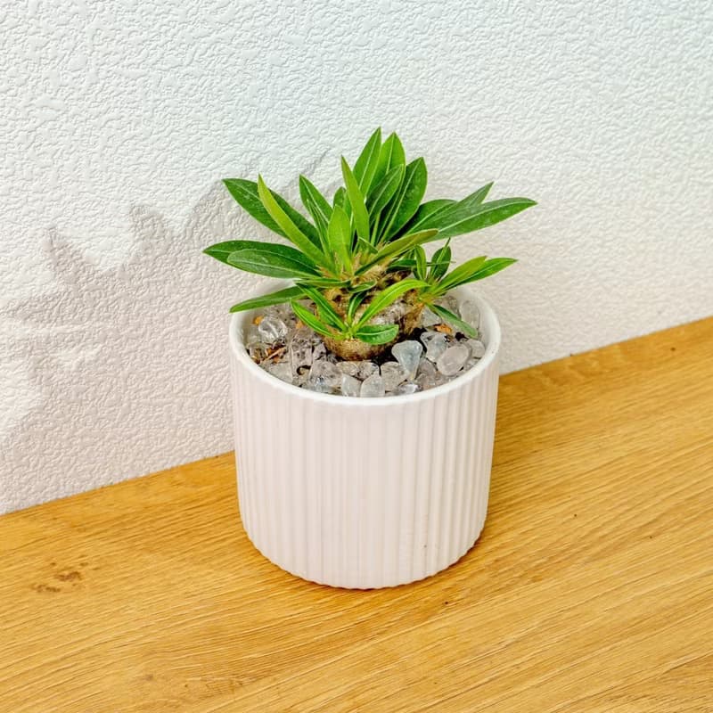 惠比須笑大黑 莫蘭迪色系直紋陶盆 室內植物 觀葉植物 禮物 盆栽