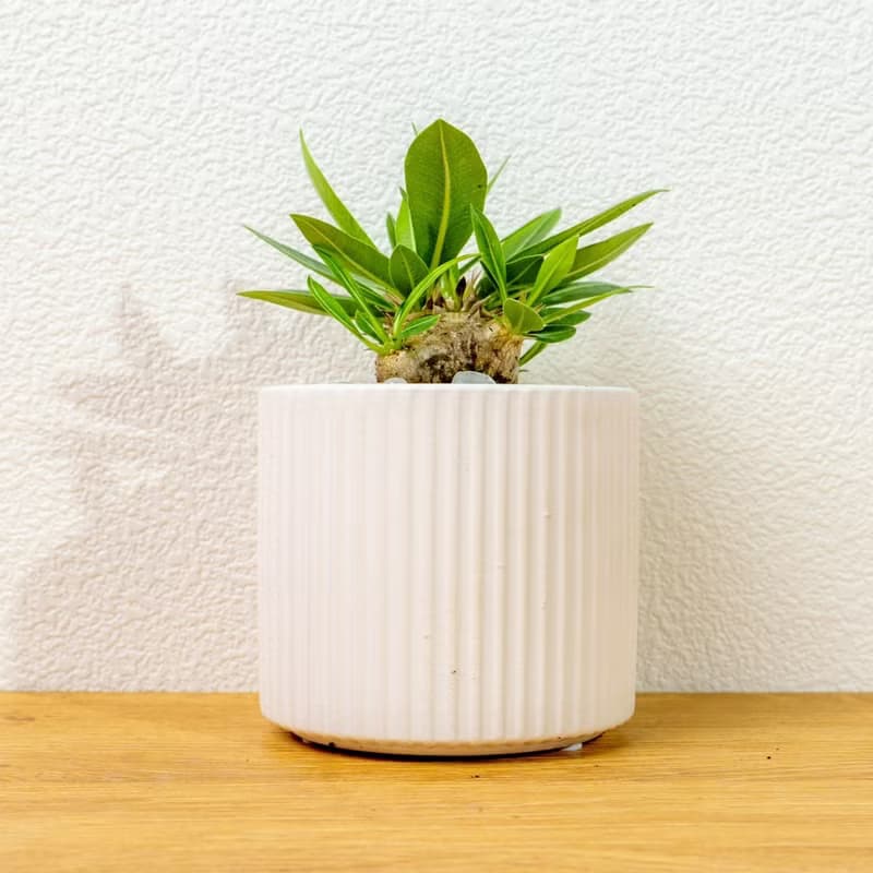 惠比須笑大黑 莫蘭迪色系直紋陶盆 室內植物 觀葉植物 禮物 盆栽