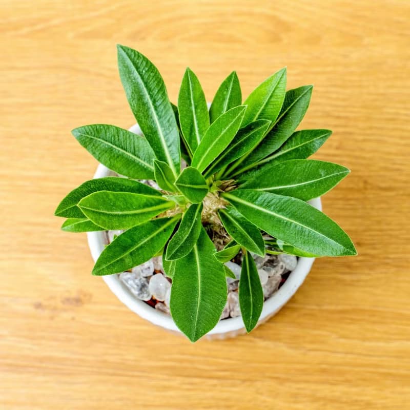 惠比須笑大黑 莫蘭迪色系直紋陶盆 室內植物 觀葉植物 禮物 盆栽