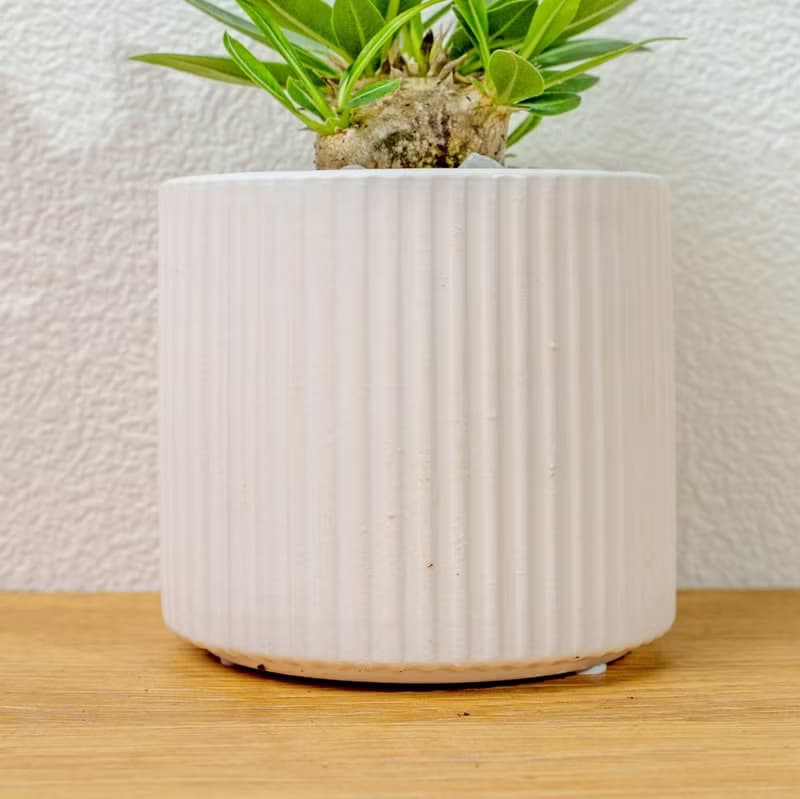 惠比須笑大黑 莫蘭迪色系直紋陶盆 室內植物 觀葉植物 禮物 盆栽