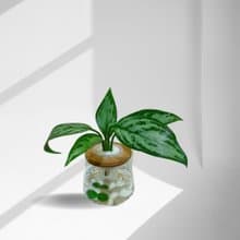 現貨 蕨美植栽 - 粗勒草+弧形透明玻璃瓶