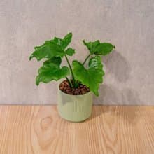 小天使 莫蘭迪色系直紋陶盆 室內植物 觀葉植物 禮物 盆栽