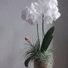白心蝴蝶蘭花植栽