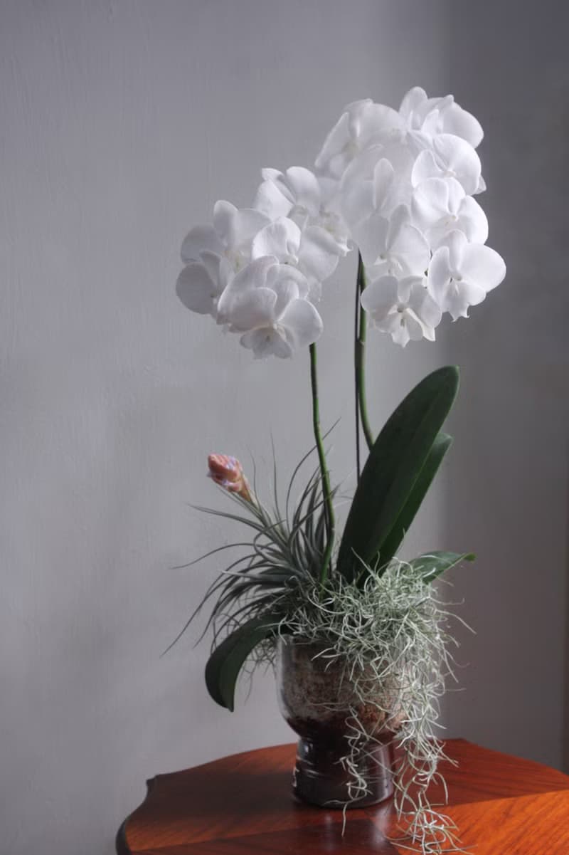 白心蝴蝶蘭花植栽