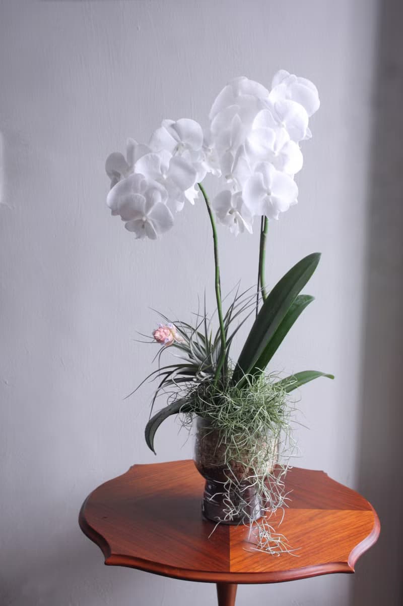 白心蝴蝶蘭花植栽