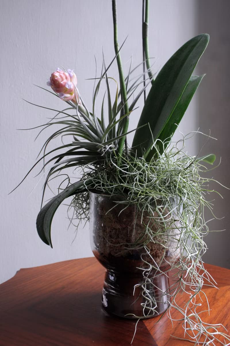 白心蝴蝶蘭花植栽