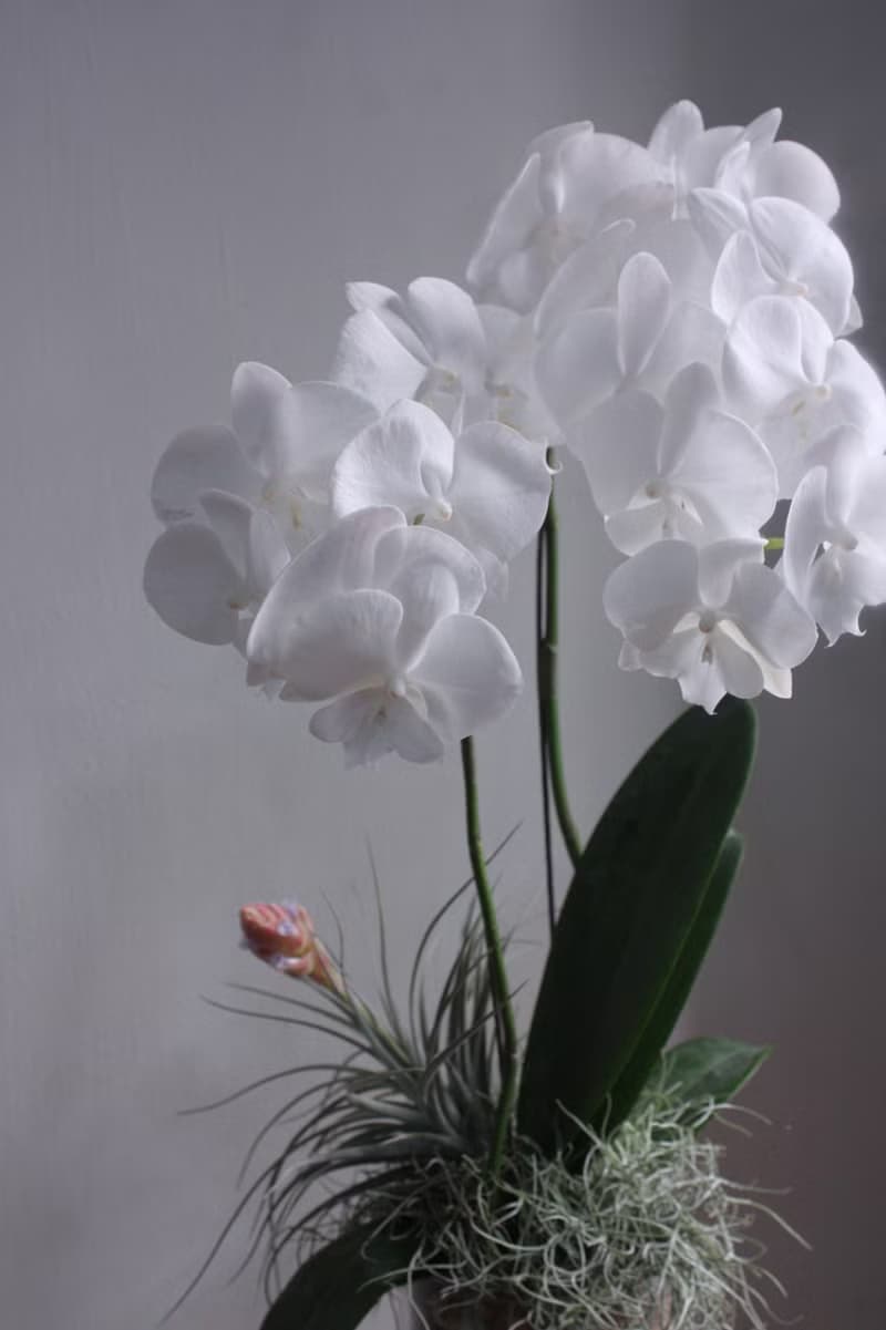 白心蝴蝶蘭花植栽