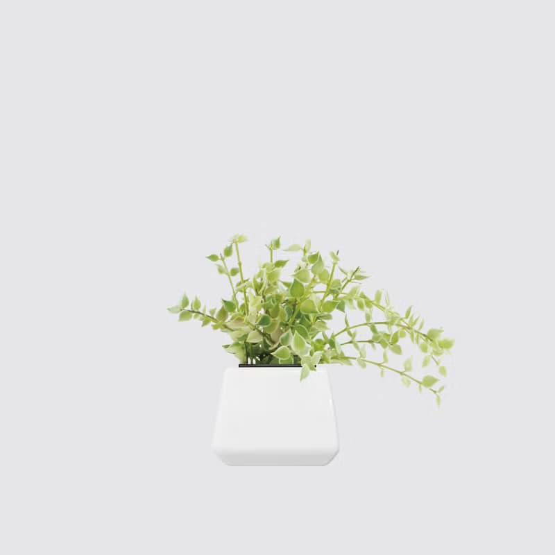 │ 方盆系列 │ 百萬心 - 垂掛植物 水耕盆栽 陶瓷盆器