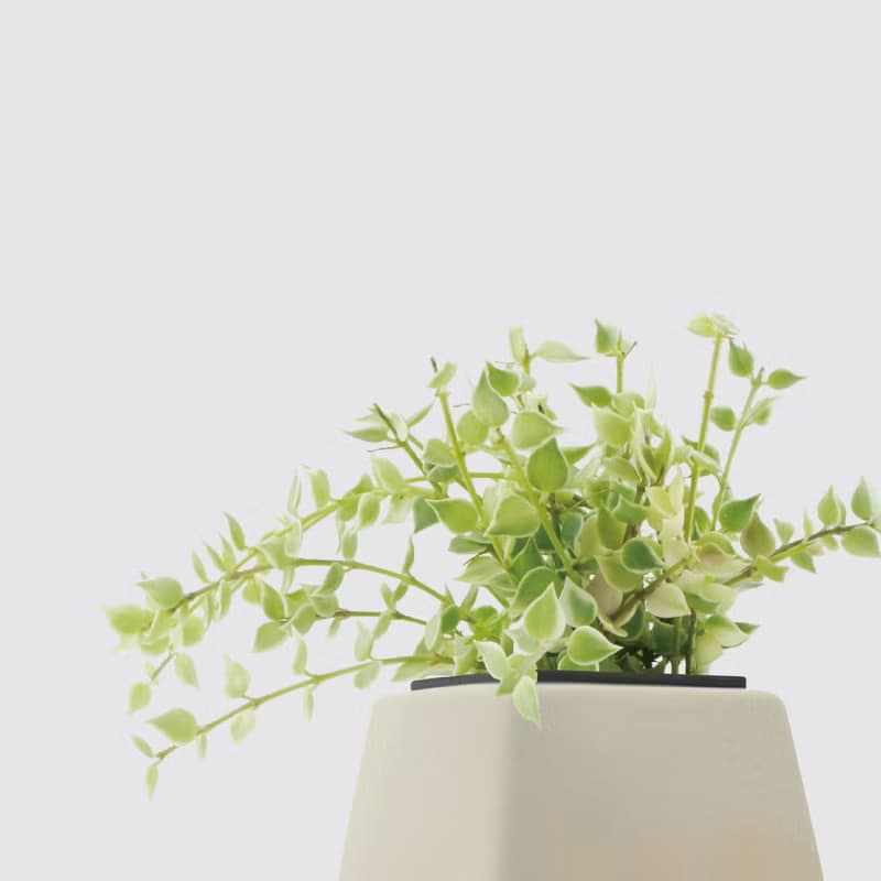 │ 方盆系列 │ 百萬心 - 垂掛植物 水耕盆栽 陶瓷盆器