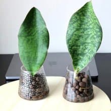 水培植栽│ 寶扇虎尾蘭_小人退散 吉祥植栽 室內植物 辦公室盆栽