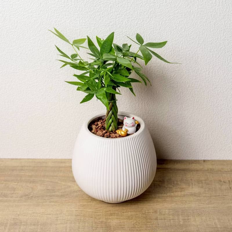 馬拉巴栗 線條圓陶盆白色 桌上型盆栽 開幕送禮 喬遷禮物 植栽