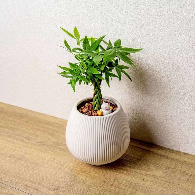 馬拉巴栗 線條圓陶盆白色 桌上型盆栽 開幕送禮 喬遷禮物 植栽