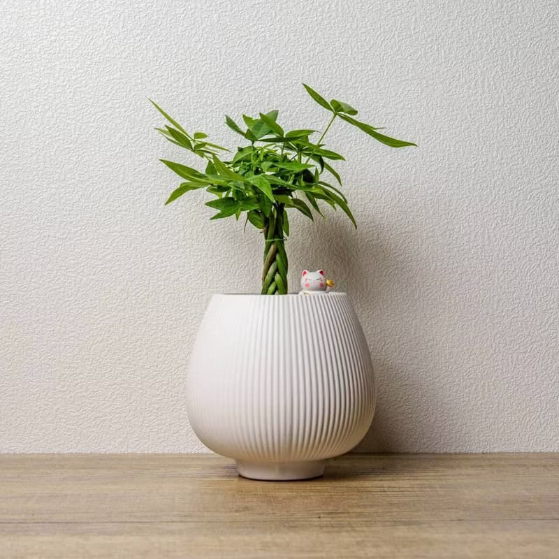 馬拉巴栗 線條圓陶盆白色 桌上型盆栽 開幕送禮 喬遷禮物 植栽