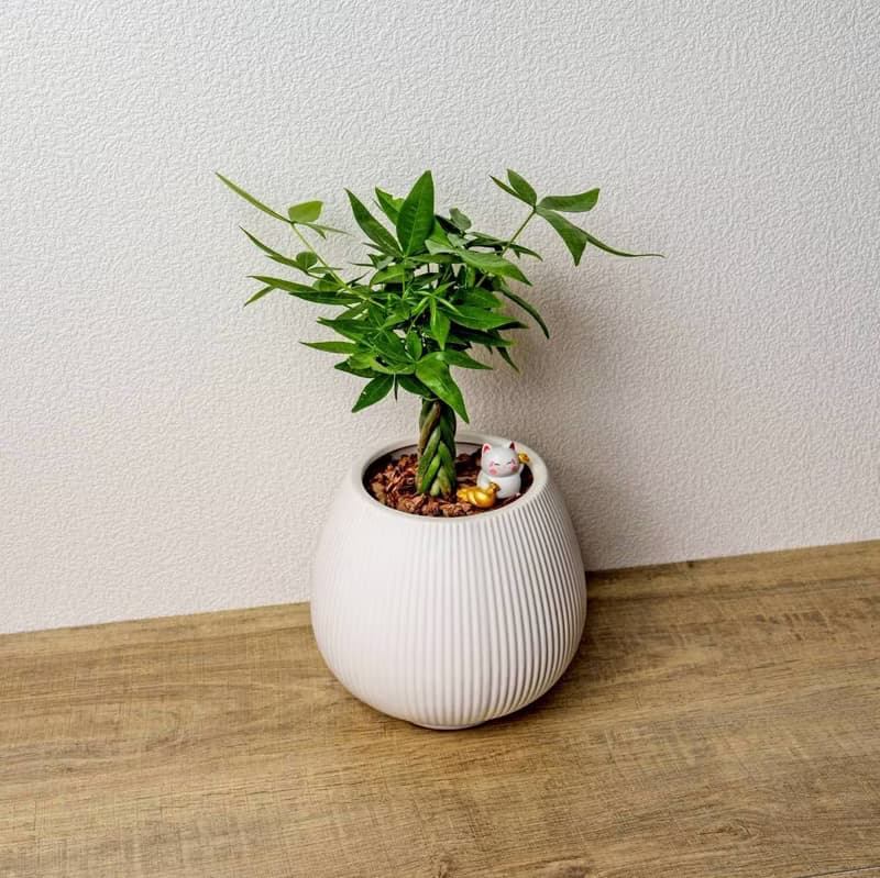 馬拉巴栗 線條圓陶盆白色 桌上型盆栽 開幕送禮 喬遷禮物 植栽