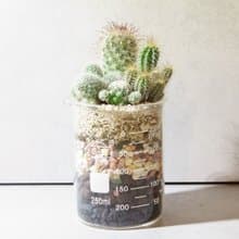 微景設計-250ml燒杯/仙人掌科肉肉【植物保固】 禮物