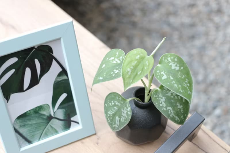 水培植栽│星點藤_室內植物 磨砂陶瓷幾何花瓶  黑