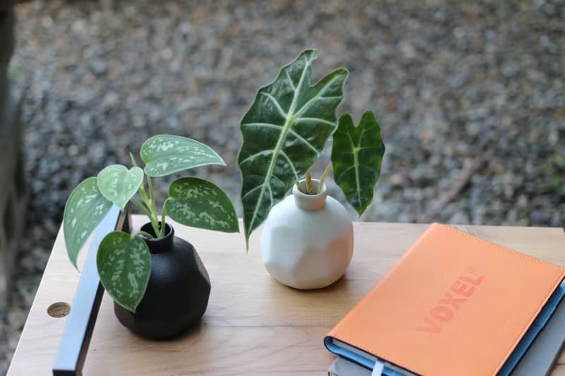 水培植栽│星點藤_室內植物 磨砂陶瓷幾何花瓶  黑