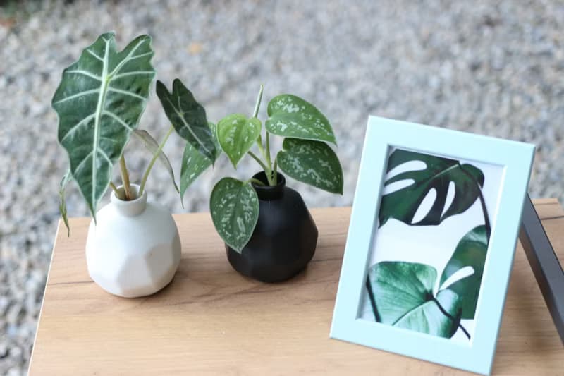 水培植栽│星點藤_室內植物 磨砂陶瓷幾何花瓶  黑