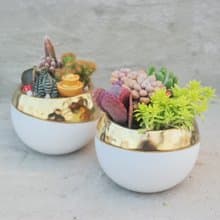 【荳荳多肉】【金色招財圓型植栽組】喬遷│送禮│升遷│多肉植物