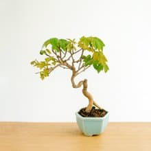 小品盆栽・日本宮樣楓・ミヤサマカエデ