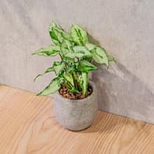 三王合果芋 桌上型水泥盆栽 觀葉植物 禮物 盆栽 交換禮物 植物