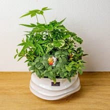 綠意盎然觀葉組合盆栽 小波浪圓陶盆白色 開幕花盆 觀葉植物 禮物