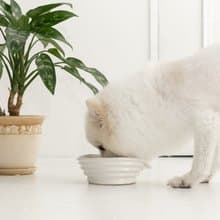WAVE pet bowl  ペットボウル　食器スタンド　小型犬　中型犬　ネコ　陶器