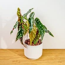 鱒魚秋海棠 直線條白陶盆栽 開幕盆栽推薦 桌上盆栽 送禮