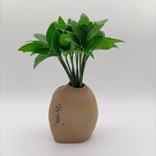 室內植物招財樹 室內植物竹柏 水生植物純水種植 風化黃連木墊