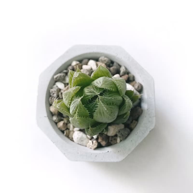 (預購) 奶茶系列 | 青雲之舞 小八角形三色不規則水泥多肉植栽