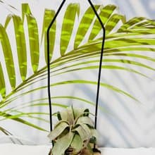 空氣鳳梨 電捲  空間佈置 交換 畢業禮物(含植物)