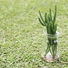 水培植栽│珊瑚大戟_室內植物 辦公室盆栽 店內擺設 植物  禮物