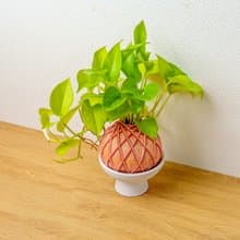 苔球植物 陽光葛粉黃苔球加磨砂高腳缽 苔球 苔玉 禮物 送禮