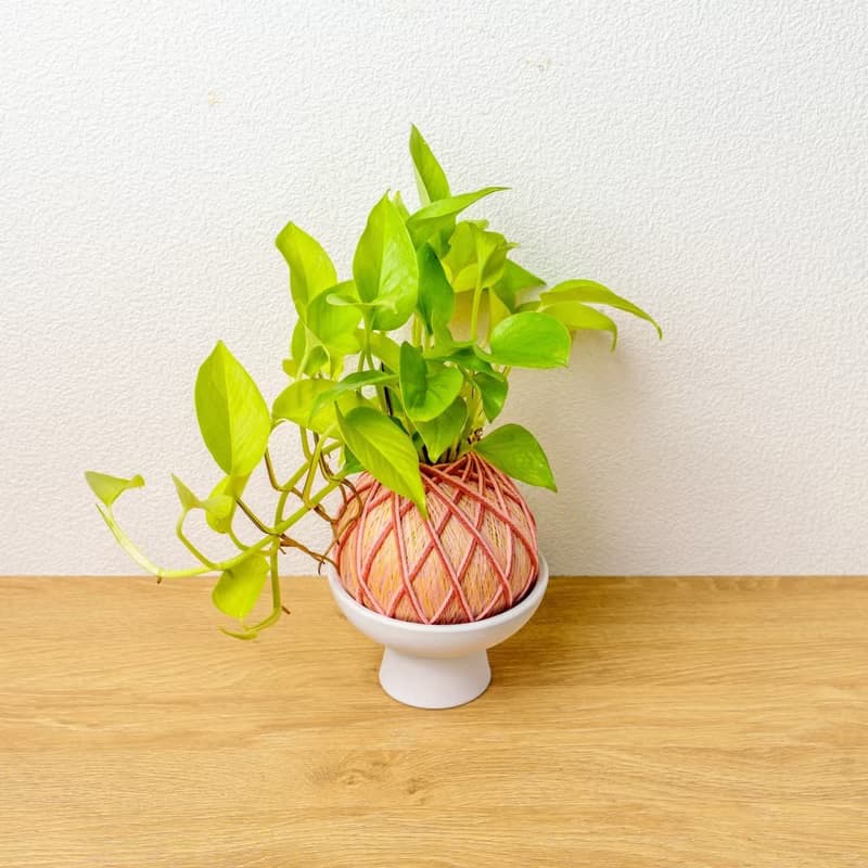 苔球植物 陽光葛粉黃苔球加磨砂高腳缽 苔球 苔玉 禮物 送禮