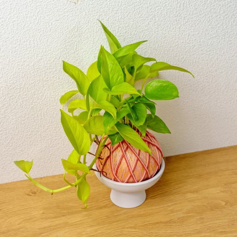 苔球植物 陽光葛粉黃苔球加磨砂高腳缽 苔球 苔玉 禮物 送禮