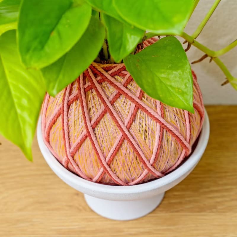 苔球植物 陽光葛粉黃苔球加磨砂高腳缽 苔球 苔玉 禮物 送禮
