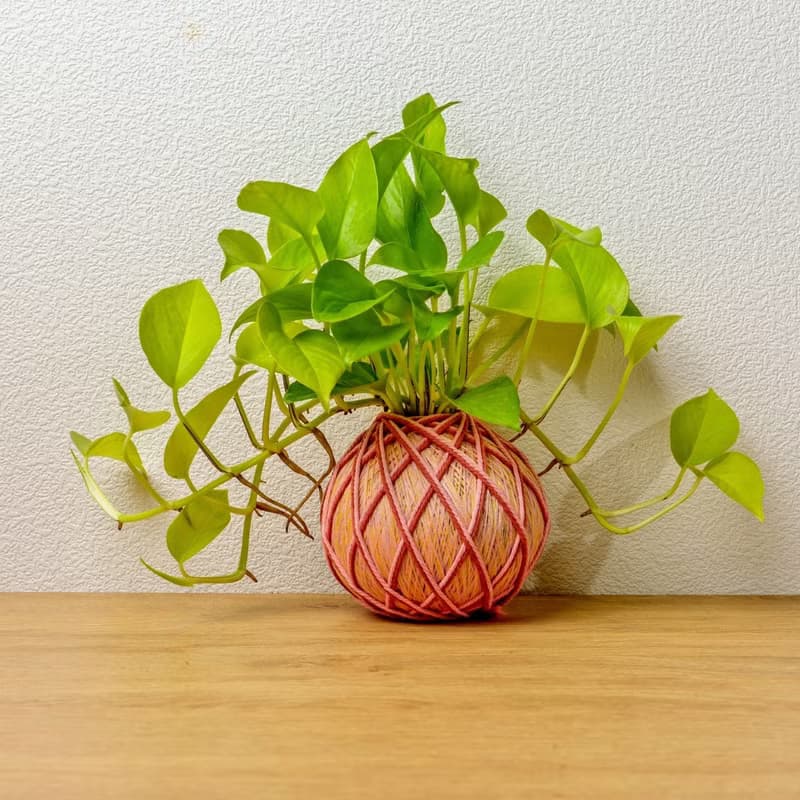 苔球植物 陽光葛粉黃苔球加磨砂高腳缽 苔球 苔玉 禮物 送禮