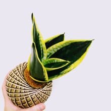 金剛虎尾蘭苔球│室內植物│陽台植物│觀葉植物