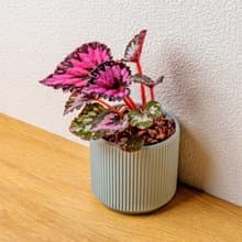 尖蕊海棠 莫蘭迪色系直紋陶盆 室內植物 觀葉植物 禮物 盆栽 交換