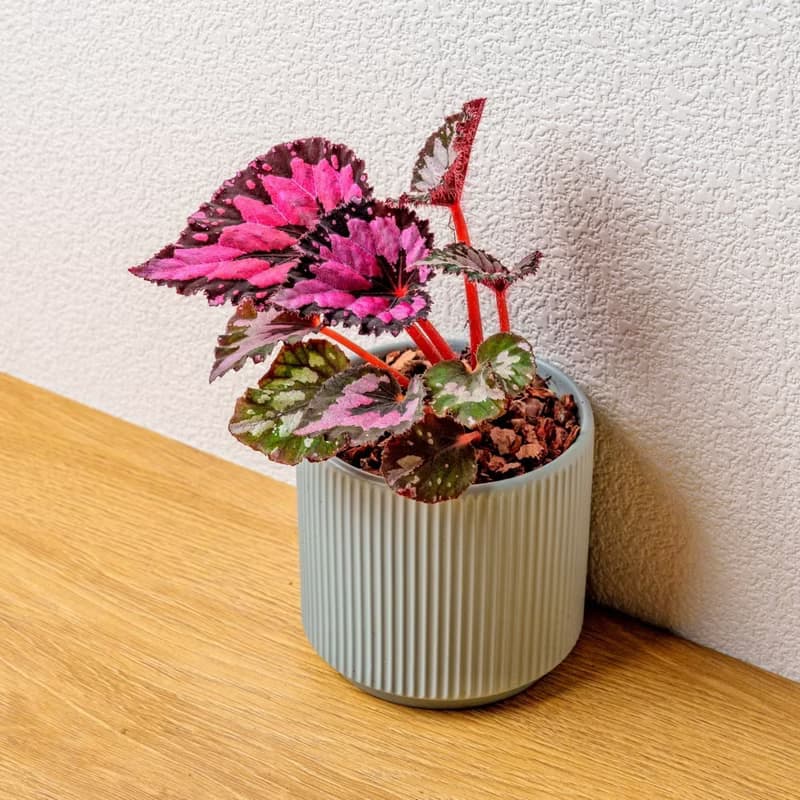 尖蕊海棠 莫蘭迪色系直紋陶盆 室內植物 觀葉植物 禮物 盆栽 交換