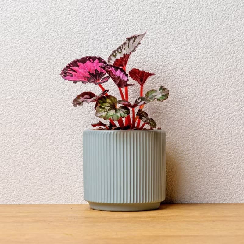 尖蕊海棠 莫蘭迪色系直紋陶盆 室內植物 觀葉植物 禮物 盆栽 交換