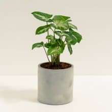 綠精靈合果芋│泥作系列│福所栽