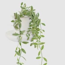 │ 窯瓷系列 │斑葉串錢藤 - 垂掛植物 水耕盆栽 陶瓷盆器