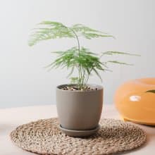 文竹 / 室內植物