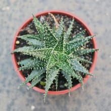 【荳荳多肉】【拍拍蘆薈】喬遷│送禮│升遷│多肉植物