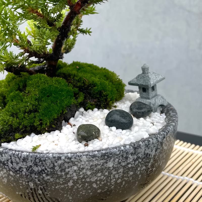 小品盆栽-日式庭院柏組合16 送禮 開幕